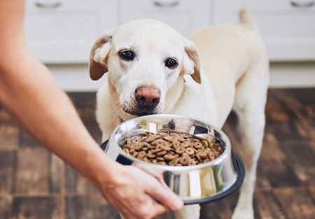 อาหารแต่ละช่วงวัยของสุนัข ที่ควรเน้นในเรื่องของแร่ธาตุต่างๆ