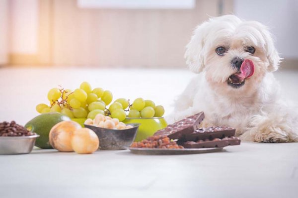 ผักผลไม้ที่ไม่สุนัขห้ามกิน ที่มีอันตรายและอาจส่งผลต่อการหายใจ