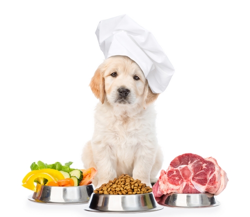 อาหารแต่ละช่วงวัยของสุนัข ควรทานอาหารแสนอร่อยประเภทไหนบ้าง