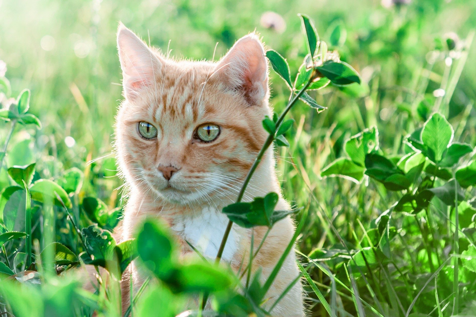 ต้นไม้ที่แมวกินได้ ชนิดไหนบ้างมีคำตอบให้พวกทาสแมวได้รู้