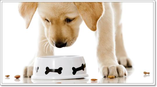 วิธีการให้อาหารสุนัข เพื่อให้สุนัขมีพัฒนาการที่สมวัย