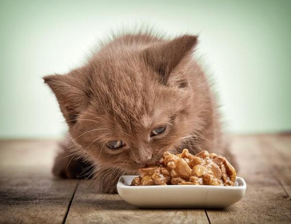 แมวไม่กินอาหาร